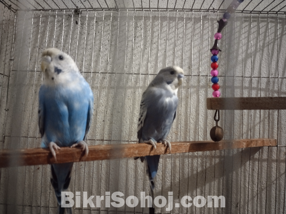 বাজিগার পাখি